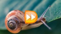 Video gerak lambat